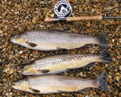 Trout fishing around Dunoon