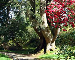 Ardkinglas Woodland Garden