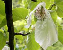 Benmore Botanic Garden